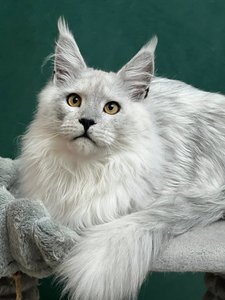 Maine Coon kitten Голубой дым MCO as  Boy - photo 4