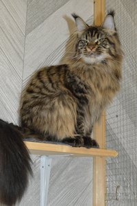 Maine Coon kitten Черный тигровый MCO n 23 Boy - photo 5