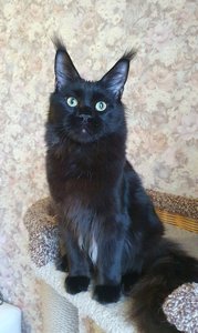 Maine Coon kitten Черный MCO n  Boy - photo 4