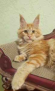 Maine Coon kitten Красный мрамор MCO d 22 Girl - photo 4