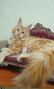 Maine Coon kitten Красный мрамор MCO d 22 Girl - photo 3