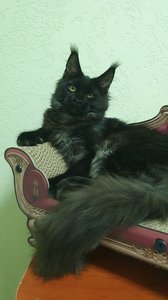 Maine Coon kitten Черный дым MCO ns  Girl - photo 4