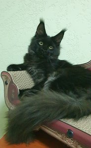 Maine Coon kitten Черный дым MCO ns  Girl - photo 1