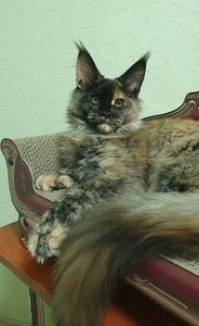 Maine Coon kitten Черепаховый MCO f  Girl - photo 4