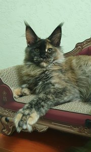Maine Coon kitten Черепаховый MCO f  Girl - photo 2