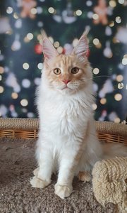 Maine Coon kitten Красный дым MCO ds  Boy - photo 2