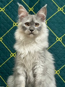 Maine Coon kitten Черный дым MCO ns  Boy - photo 3