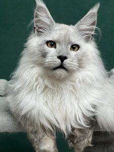 Maine Coon kitten Голубой дым MCO as  Boy - photo 5