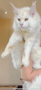 Maine Coon kitten Красный серебрянный затушеванный мрамор MCO ds 11 Boy - photo 1