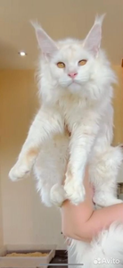 Maine Coon kitten Красный серебрянный затушеванный мрамор MCO ds 11 Boy - photo 2