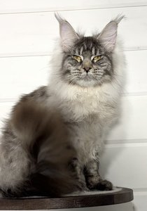 Maine Coon kitten Черный тикированный на  серебре MCO ns 25 Boy - photo 5