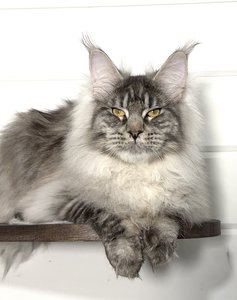 Maine Coon kitten Черный тикированный на  серебре MCO ns 25 Boy - photo 4