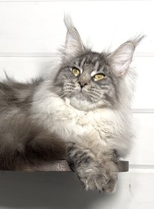 Maine Coon kitten Черный тикированный на  серебре MCO ns 25 Boy - photo 2
