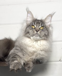 Maine Coon kitten Черный тикированный на  серебре MCO ns 25 Boy - photo 1