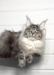 Maine Coon kitten Черный тикированный на  серебре MCO ns 25 Boy - photo 3