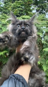 Maine Coon kitten Черный дым MCO ns  Girl - photo 5