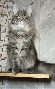 Maine Coon kitten Голубой серебрянный мраморный MCO as 22 Boy - photo 2