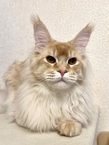 Maine Coon kitten Красный тикированный  на  серебре MCO ds 25 Boy - photo 1