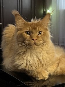 Maine Coon kitten Красный MCO d Boy - photo 2