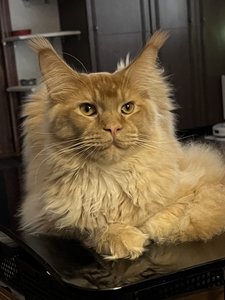 Maine Coon kitten Красный MCO d Boy - photo 3