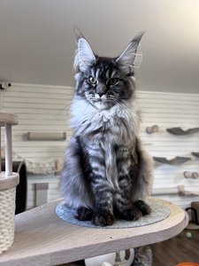 Maine Coon kitten Черный серебрянный тигровый MCO ns 23 Girl - photo 3