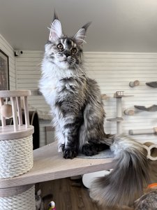 Maine Coon kitten Черепаховый серебрянный мраморный MCO fs 22 Girl - photo 1