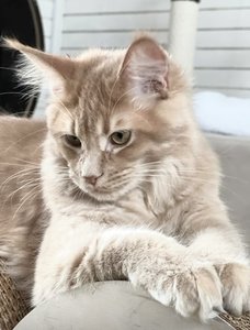 Maine Coon mother Kaya - photo 2