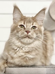 Maine Coon mother Kaya - photo 1