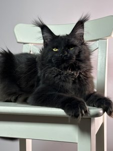 Maine Coon kitten Черный MCO n  Girl - photo 2