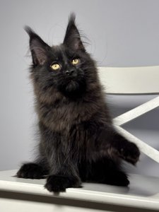 Maine Coon kitten Черный MCO n  Boy - photo 1