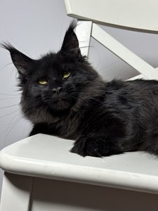 Maine Coon kitten Черный MCO n  Girl - photo 2