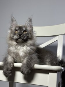 Maine Coon kitten Черный дым MCO ns  Boy - photo 2
