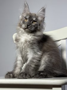 Maine Coon kitten Черный дым MCO ns  Boy - photo 3