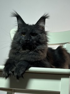 Maine Coon kitten Черный MCO n  Girl - photo 3