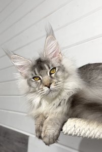Maine Coon kitten Черный тикированный на  серебре MCO ns 25 Boy - photo 2