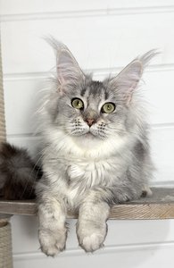 Maine Coon kitten Черный тикированный на  серебре MCO ns 25 Girl - photo 1