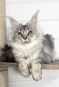Maine Coon kitten Черный тикированный на  серебре MCO ns 25 Girl - photo 3