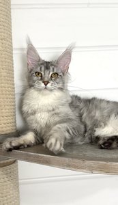 Maine Coon kitten Черный тикированный на  серебре MCO ns 25 Girl - photo 3