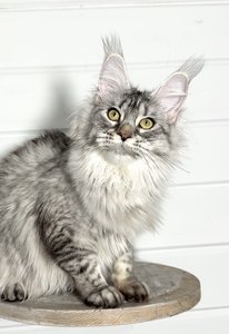 Maine Coon kitten Черный серебрянный тигровый MCO ns 23 Girl - photo 2