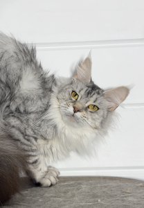 Maine Coon kitten Черный серебрянный тигровый MCO ns 23 Girl - photo 1