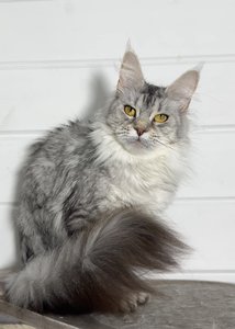 Maine Coon kitten Черный серебрянный тигровый MCO ns 23 Girl - photo 2