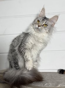 Maine Coon kitten Черный серебрянный тигровый MCO ns 23 Girl - photo 3