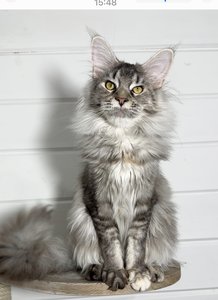 Maine Coon kitten Черный черепаховый  тикированный  на сербер MCO fs 25 Girl - photo 1
