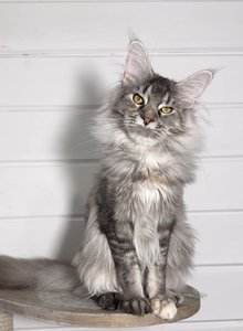 Maine Coon kitten Черный черепаховый  тикированный  на сербер MCO fs 25 Girl - photo 2