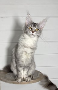 Maine Coon kitten Черный тикированный на  серебре MCO ns 25 Girl - photo 1