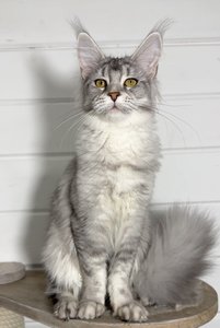 Maine Coon kitten Черный тикированный на  серебре MCO ns 25 Girl - photo 2