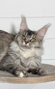 Maine Coon kitten Черный черепаховый  тикированный  на сербер MCO fs 25 Girl - photo 1