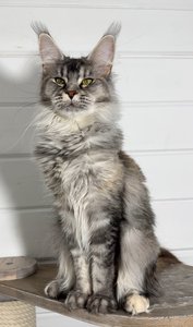 Maine Coon kitten Черный черепаховый  тикированный  на сербер MCO fs 25 Girl - photo 3