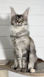 Maine Coon kitten Черный черепаховый  тикированный  на сербер MCO fs 25 Girl - photo 2