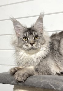 Maine Coon kitten Черный тикированный на  серебре MCO ns 25 Boy - photo 2